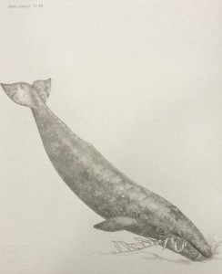whaledrawing1