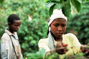 RomanoChildLaborersPickCoffeeOnACoffeePlantation