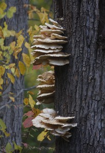 fungi-trail-wood-r