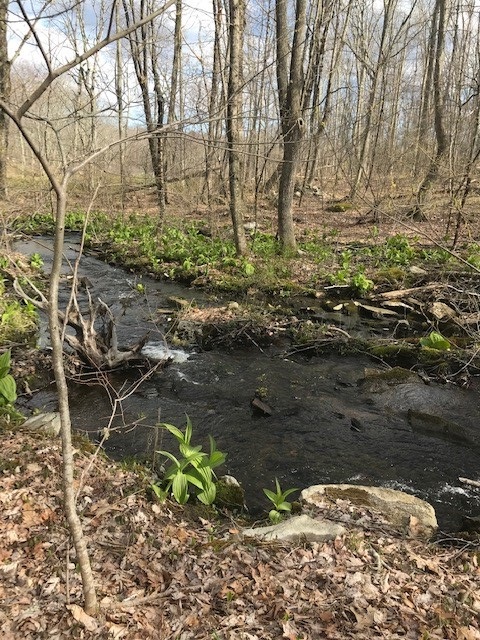 Trail Wood, April 2020. Photographed by Laura Smith.