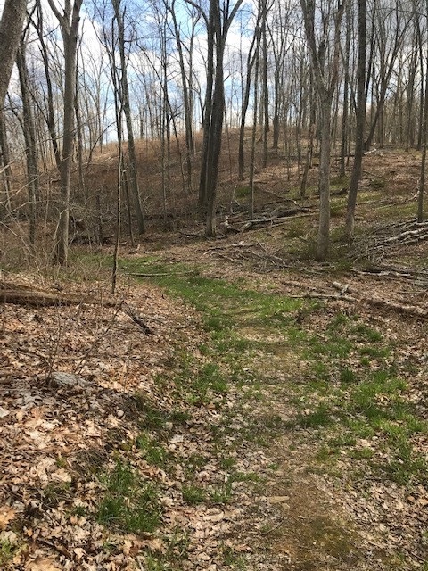 Trail Wood, April 2020. Photographed by Laura Smith.