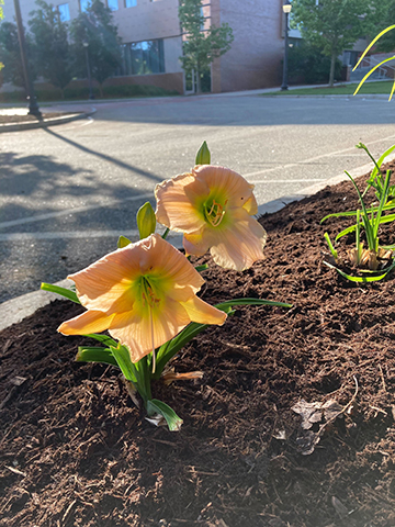 Image of the Barbara Mitchell lily in bloom