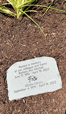 Image of memorial rock which reads:
Planted in memory of our colleague and friend Barbara Ann Mitchell. June 17, 1953 - April 19, 2022. UConn Library, September 4, 1979 - April 19, 2022.